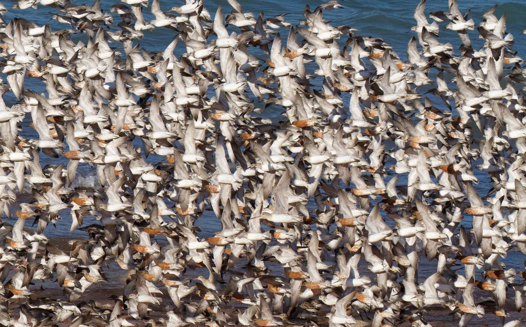 Broome Bird Observatory ภายนอก รูปภาพ