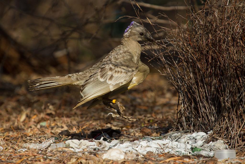 Broome Bird Observatory ภายนอก รูปภาพ